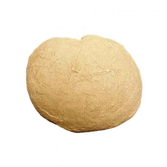 Turtle egg (stylemys nebraskensis)