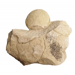 Oeuf de tortue (stylemys nebrashensis)
