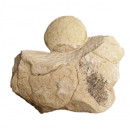 Turtle egg (stylemys nebraskensis)