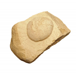 Oeuf de tortue (stylemys nebrashensis)