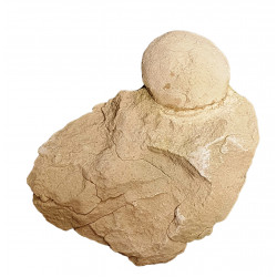 Turtle egg (stylemys nebraskensis)