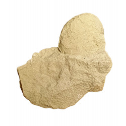 Oeuf de tortue (stylemys nebrashensis)