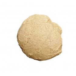 Turtle egg (stylemys nebraskensis)