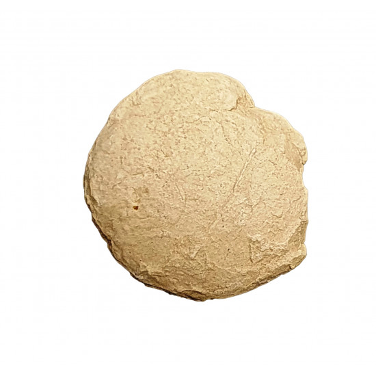 Turtle egg (stylemys nebraskensis)