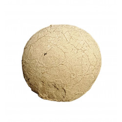 Oeuf de tortue (stylemys nebrashensis)