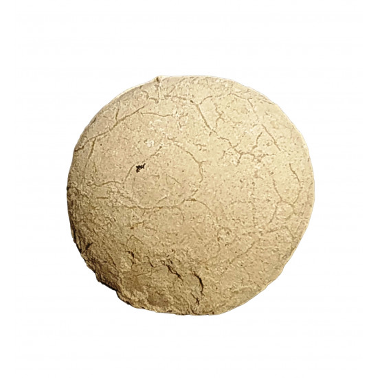 Turtle egg (stylemys nebraskensis)
