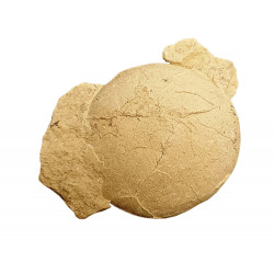 Oeuf de tortue (stylemys nebrashensis)