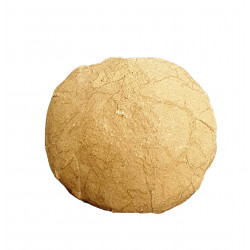 Oeuf de tortue (stylemys nebrashensis)