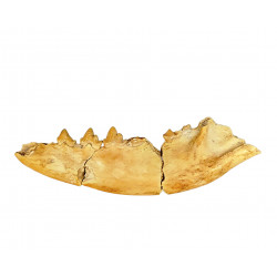Eoarctos vorax (mandibule)