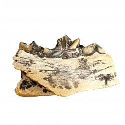 Eoarctos vorax (mandibule)