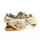 Eoarctos vorax (bear dog jaw)