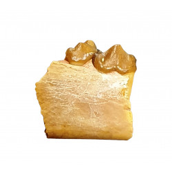 Eoarctos vorax (mandibule)