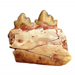 Eoarctos vorax (bear dog jaw)