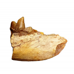 Eoarctos vorax (mandibule)