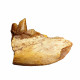 Eoarctos vorax (bear dog jaw)