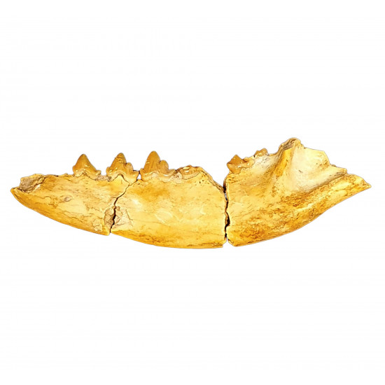 Eoarctos vorax (bear dog jaw)