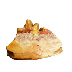 Eoarctos vorax (mandibule)