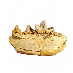 Eoarctos vorax (mandibule)
