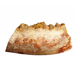 Eoarctos vorax (mandibule)