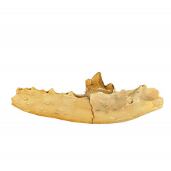 Eoarctos vorax (mandibule)