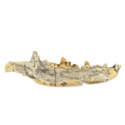 Eoarctos vorax (mandibule)
