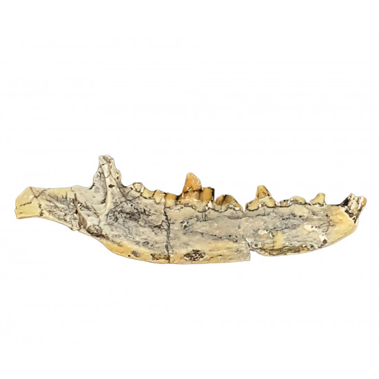 Eoarctos vorax (mandibule)