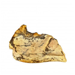 Eoarctos vorax (mandibule)