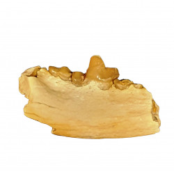 Eoarctos vorax (mandibule)