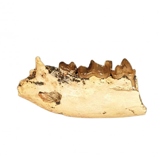 Eoarctos vorax (bear dog jaw)