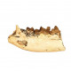 Eoarctos vorax (bear dog jaw)