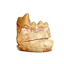 Eoarctos vorax (mandibule)