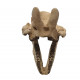 Bronthotherium megaceratops skull
