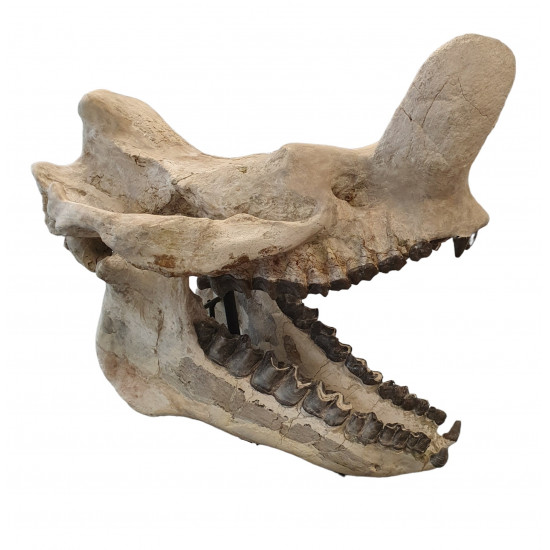 Bronthotherium megaceratops skull