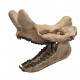 Bronthotherium megaceratops skull