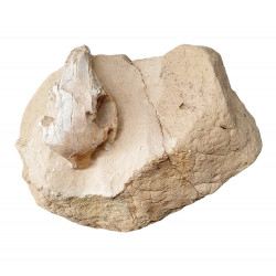 Palaeolagus haydeni (rabbit skull)
