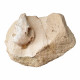 Palaeolagus haydeni (rabbit skull)