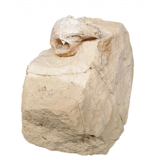Palaeolagus haydeni (rabbit skull)