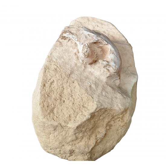 Palaeolagus haydeni (rabbit skull)