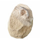 Palaeolagus haydeni (rabbit skull)