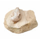 Palaeolagus haydeni (rabbit skull)