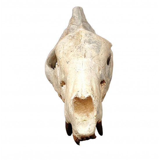 Hyaenodon cruentens (skull)