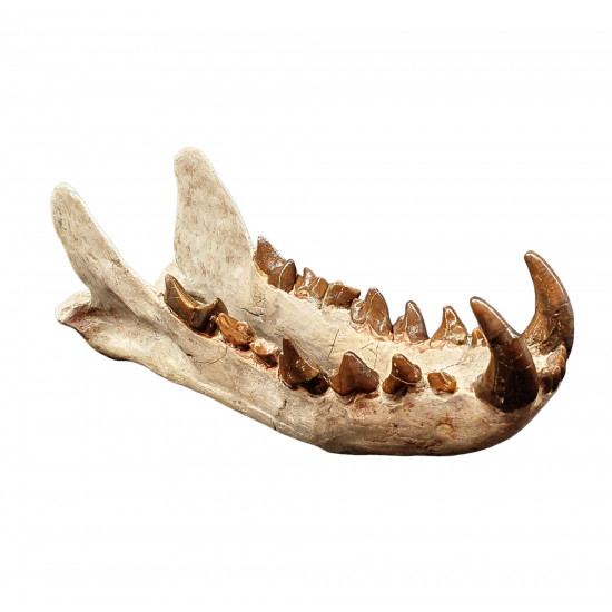 Hyaenodon cruentens (skull)