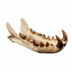 Hyaenodon cruentens (skull)