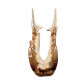 Hyaenodon cruentens (skull)