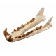 Hyaenodon cruentens (skull)