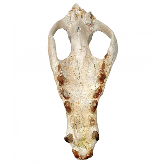 Hyaenodon cruentens (skull)