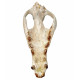 Hyaenodon cruentens (skull)