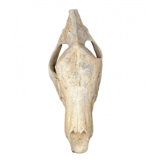Hyaenodon cruentens (skull)