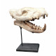 Hyaenodon cruentens (skull)