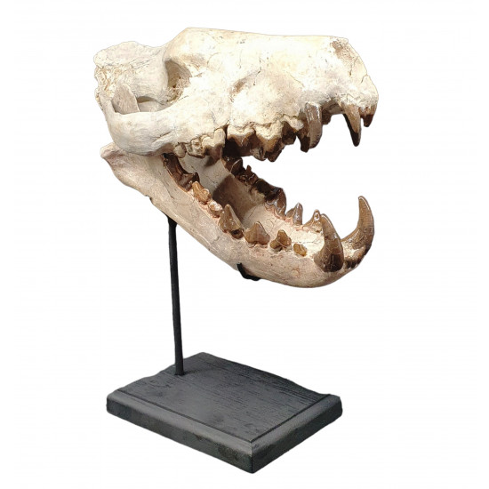 Hyaenodon cruentens (skull)
